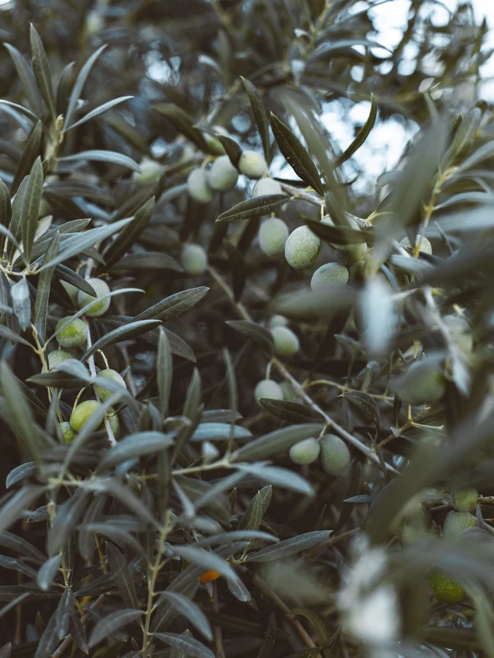 Close-up of olive branches with green olives